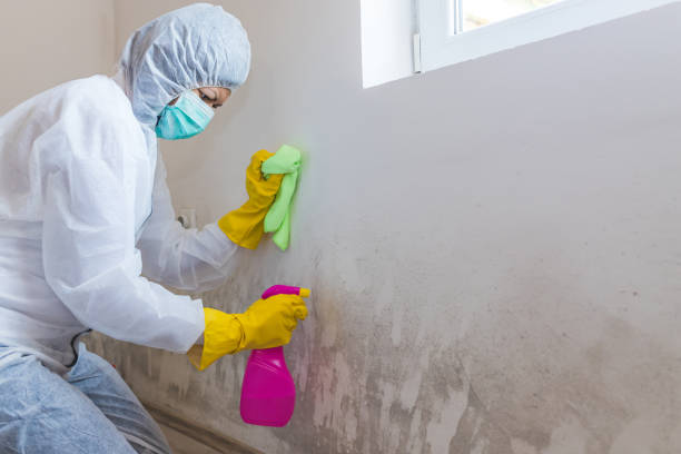 Elk Mound, WI Mold Removal Services Company