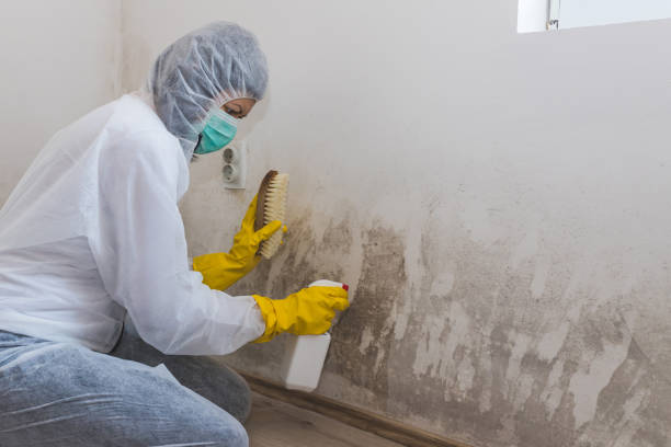 Mold Remediation for Rental Properties in Elk Mound, WI