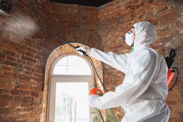 Best Mold Damage Restoration  in Elk Mound, WI